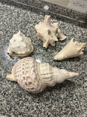 Large Vintage Coastal Seashell Collection Set of 4 | Beach Cottage Decor